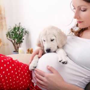 क्या कुत्ते गर्भावस्था की भविष्यवाणी करते हैं?