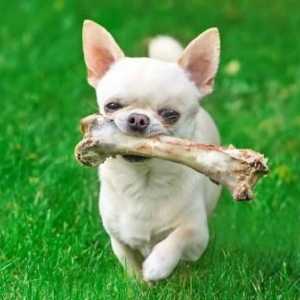 ¿Los perros pueden comer huesos crudos?
