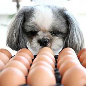 क्या कुत्ते अंडे खाते हैं?