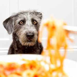 क्या कुत्ते पास्ता खा सकते हैं?