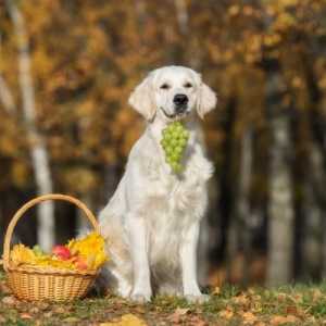 क्या कुत्ते हरे अंगूर या किशमिश खा सकते हैं?