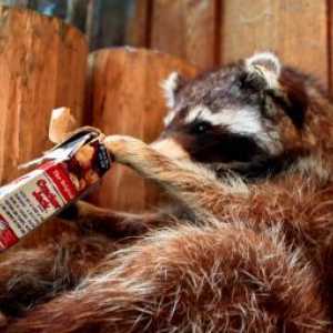 Raccoons निविदा, लेकिन homely नहीं