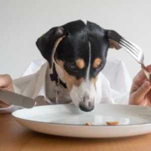 जापानी ब्रांड ने माइक्रोवेव में गर्म होने वाले कुत्ते के भोजन के निर्माण की घोषणा की