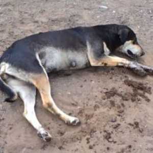 हत्या: हाल के हफ्तों में टाटाल में 50 से ज्यादा कुत्तों की मौत हो गई है