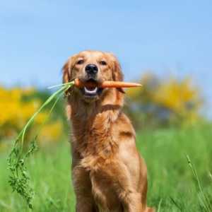 घर के बने चाल के साथ कुत्ते की सांस में सुधार करें