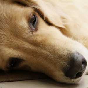कुत्तों में मेनिनजाइटिस - लक्षण और उपचार