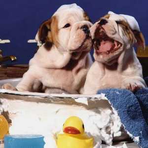 स्नान का महीना: क्या आप अपने कुत्ते के लिए सही शैम्पू का उपयोग कर रहे हैं?