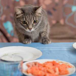 मेरी बिल्ली मेरा खाना चुराती है, क्यों?