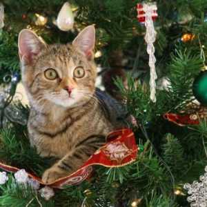 मेरी बिल्ली क्रिसमस के पेड़ पर चढ़ती है - इससे कैसे बचें