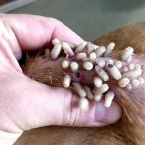 कुत्तों में मायासिस - लक्षण, कीड़े और उपचार का निष्कर्षण