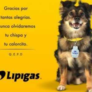 हजारों चिली लोग स्पाइक, प्रसिद्ध `कुत्ते लिपिगास` के प्रस्थान पर शोक करते हैं