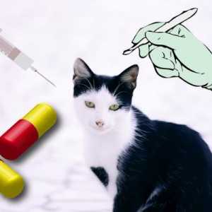 बिल्लियों के लिए गर्भनिरोधक तरीकों