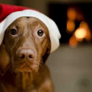 अपने कुत्ते के लिए खतरे के बिना क्रिसमस