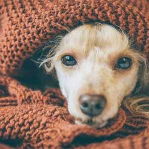 कुत्तों में निमोनिया - संक्रमण, देखभाल और उपचार