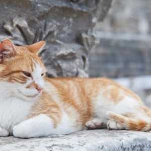 बिल्लियों और बिल्लियों के लिए ग्रीक पौराणिक कथाओं के नाम