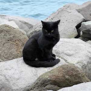 काले बिल्लियों के लिए नाम