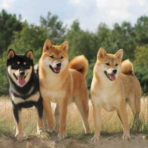 जापानी में कुत्तों के लिए नाम