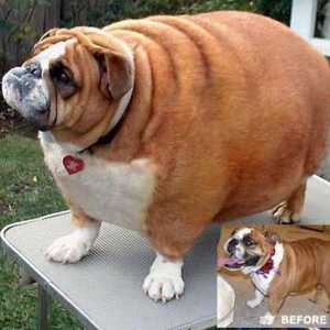 कुत्तों में मोटापे