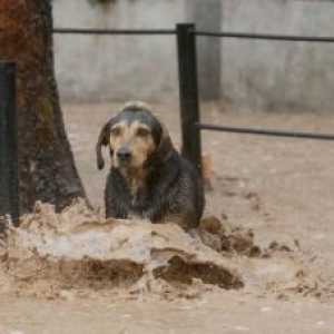 "ईर्स", सैंटियागो की बाढ़ का कुत्ता प्रतीक अपनाया गया है
