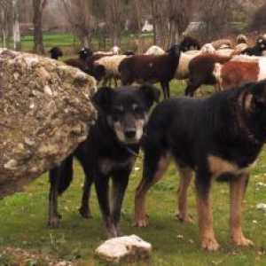 अर्जेंटीना संगठन आग की भूमि में त्याग किए गए कुत्तों को मारने से बचने के लिए हस्ताक्षर का अनुरोध…