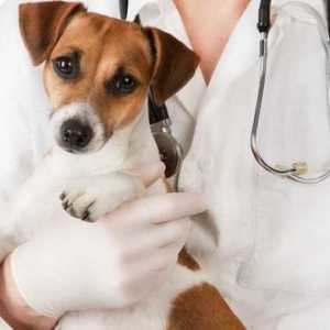 Parvovirus