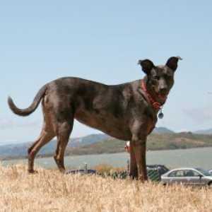 प्रोफाइल: फॉर्मोसा पर्वत कुत्ता