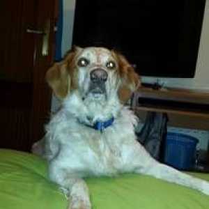 Alcalá डी henares में खोया कुत्ता।