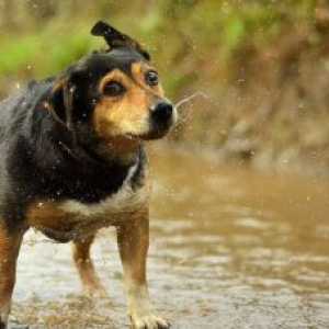 भयानक कुत्ते मैपोचो नदी के तट पर फंस जाते हैं