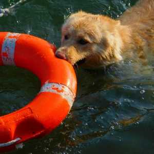 जल बचाव कुत्तों: चार पैर वाले नायकों