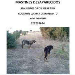 कार्लोटा, कॉर्डोबा में खोया कुत्तों