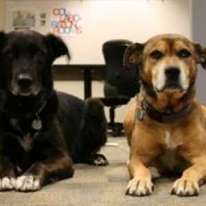 कुत्ते और कार्यालय: काम सद्भाव के लिए एक अच्छा सहयोगी