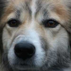 पेटा का कहना है कि चीनी बूचड़खानों में त्वचा के उपयोग के लिए प्रति दिन 200 कुत्तों को त्याग दिया…