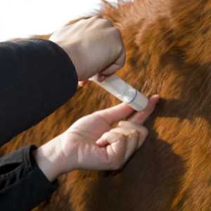 घोड़ों के लिए टीकाकरण योजना