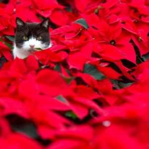बिल्लियों और कुत्तों के लिए जहरीले क्रिसमस पौधों