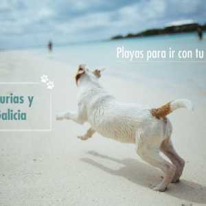 कुत्तों के लिए समुद्र तट: अस्टुरियस और गैलिसिया