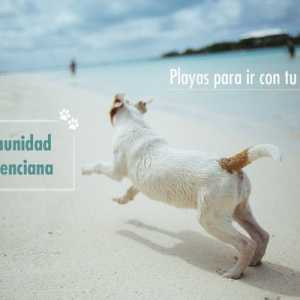 कुत्तों के लिए समुद्र तट: वैलेंसियन समुदाय
