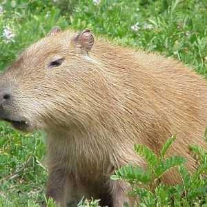 क्या हमारे पास एक पालतू जानवर के रूप में एक capybara हो सकता है?