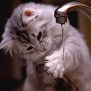 क्यों बिल्लियों पानी से नफरत है