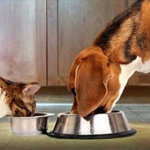कुत्ते और बिल्ली के खाद्य पदार्थों में बीट लुगदी क्यों शामिल है?
