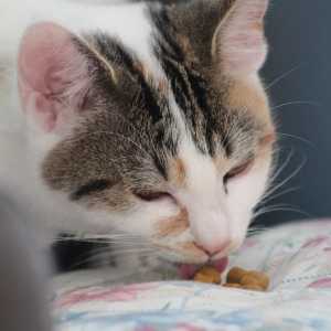बिल्लियों को भोजन क्यों कवर करते हैं?