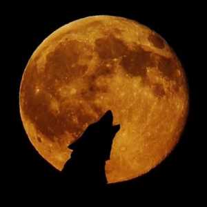 भेड़िये चंद्रमा पर चिल्लाते हैं क्यों?