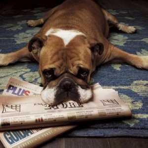 कुत्ते को दंडित करने के लिए समाचार पत्र का उपयोग क्यों न करें