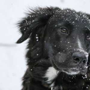 सर्दियों के लिए अपने कुत्ते को तैयार करें