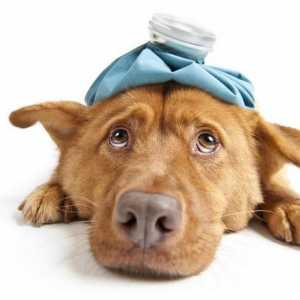 कुत्तों के लिए प्राथमिक चिकित्सा: हेमिलिच युद्धाभ्यास और कार्डियोफुलमोनरी पुनर्वसन
