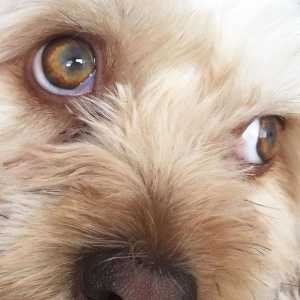 कुत्ते की आंखों में समस्याएं और बीमारियां