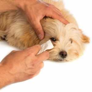 क्या मैं अपने कुत्ते की आंखों को कैमोमाइल से साफ कर सकता हूं?