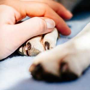 कुत्तों में इंटरडिजिटल सिस्ट - लक्षण और उपचार