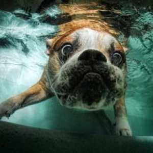हमारे कुत्ते के साथ पूल में तैरने से पहले हमें क्या विचार करना चाहिए?