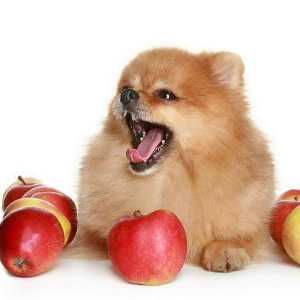 मेरे कुत्ते क्या फल खा सकते हैं? हम आपको 12 विकल्प देते हैं