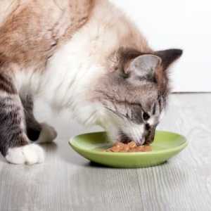 अगर मेरी बिल्ली बहुत तेजी से खाती है तो क्या करें?